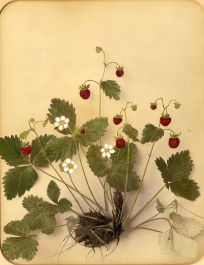 Wild Strawberry Flowers by Pietro Guidi